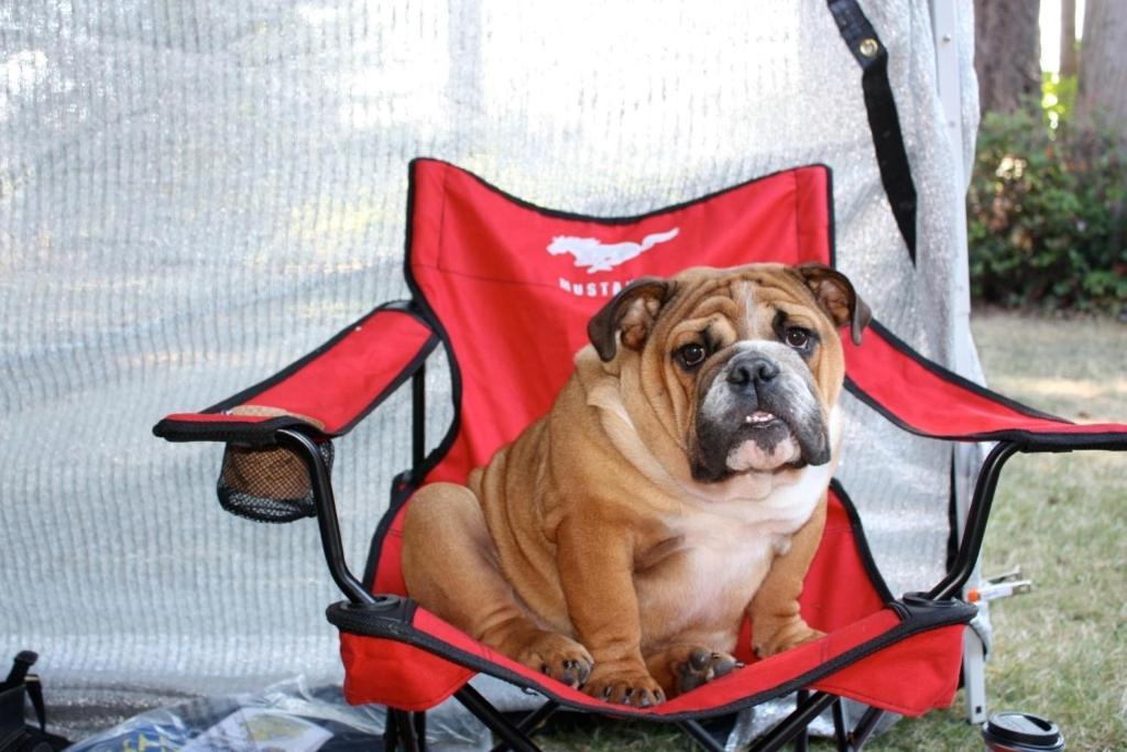 Sleeping Bulldog Bed & Breakfast Seattle Extérieur photo